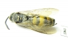 Scoliidae sp.  India, Assam - INSECTS-STORE.RU