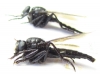 Asilidae sp.  Russia, Astrakhan reg. - INSECTS-STORE.RU