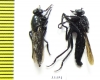 Asilidae sp.  Russia, Astrakhan reg. - INSECTS-STORE.RU