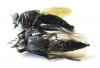 Asilidae sp.  Russia, Astrakhan reg. - INSECTS-STORE.RU