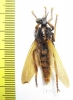 Asilidae sp.  Vietnam 34mm - INSECTS-STORE.RU