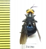 Diptera sp.  Ecuador - INSECTS-STORE.RU