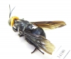 Diptera sp.  Ecuador - INSECTS-STORE.RU
