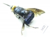 Diptera sp.  Ecuador - INSECTS-STORE.RU