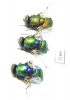 Diptera sp.  South Africa Rep. - INSECTS-STORE.RU