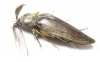 Elateridae sp.  South Africa Rep.  39mm - INSECTS-STORE.RU