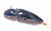 Elateridae sp.  Zanzibar isl. - INSECTS-STORE.RU