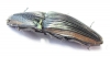 Elateridae sp.  Mexico - INSECTS-STORE.RU