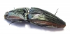 Elateridae sp.  Mexico - INSECTS-STORE.RU