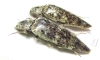 Elateridae sp.  Honduras - INSECTS-STORE.RU