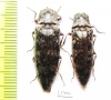 Elateridae sp.  Honduras - INSECTS-STORE.RU