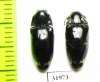 Elateridae sp.  Peru - INSECTS-STORE.RU