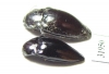 Elateridae sp.  Peru - INSECTS-STORE.RU
