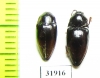 Elateridae sp.  Peru - INSECTS-STORE.RU