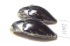Elateridae sp.  Peru - INSECTS-STORE.RU
