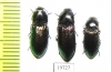 Elateridae sp.  Kazakhstan - INSECTS-STORE.RU