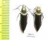 Ctenicerus pectinicornis  Russia, Tver reg. - INSECTS-STORE.RU