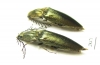 Ctenicerus pectinicornis  Russia, Tver reg. - INSECTS-STORE.RU