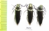 Ctenicerus pectinicornis  Russia, Tver reg. - INSECTS-STORE.RU