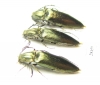Ctenicerus pectinicornis  Russia, Tver reg. - INSECTS-STORE.RU