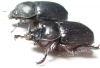Cyphonistes sp., pair  South Africa Rep. - INSECTS-STORE.RU