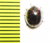 Tenebrionidae sp.  Thailand - INSECTS-STORE.RU
