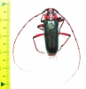 Stenaspis verticalis insignis  USA - INSECTS-STORE.RU