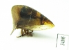 Membracidae sp.  Ecuador - INSECTS-STORE.RU