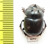 Catharsius sp.  Zambia - INSECTS-STORE.RU