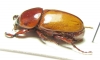 Cyclocephala sp.  Peru - INSECTS-STORE.RU
