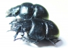 Lethrus superbus, pair  Uzbekistan - INSECTS-STORE.RU