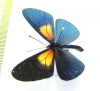 Nymphalidae sp.  Ecuador - INSECTS-STORE.RU