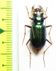 Megacephala blackburni, female  Australia - INSECTS-STORE.RU