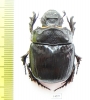 Heliocopris myrmidon, male  Uganda - INSECTS-STORE.RU
