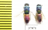 Chrysididae sp.  Kazakhstan - INSECTS-STORE.RU