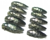 Buprestis haemorrhoidalis  Russia, Tver reg. - INSECTS-STORE.RU