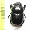 Catharsius sp.  Zambia - INSECTS-STORE.RU