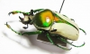 Rhamphorrhina bertolonii  Tanzania 34mm - INSECTS-STORE.RU