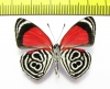 Nymphalidae sp.  Ecuador - INSECTS-STORE.RU