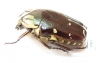 Amithao decemguttata?  Ecuador - INSECTS-STORE.RU