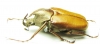 Theodosia maindoroni kaorui  Indonesia, Sumatra - INSECTS-STORE.RU