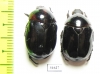 Parastasia sp.  Indonesia, Ceram isl. - INSECTS-STORE.RU
