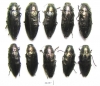 Buprestis haemorrhoidalis  Russia, Tver reg. - INSECTS-STORE.RU