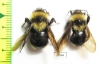Bombus (Psithyrus) sp.  Russia, Kaluga reg. - INSECTS-STORE.RU