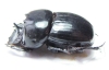 Catharsius sp.  Zambia - INSECTS-STORE.RU