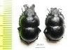 Lethrus cephalotes, pair  Kazakhstan - INSECTS-STORE.RU
