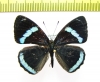 Nymphalidae sp.  Ecuador - INSECTS-STORE.RU