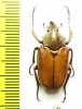 Theodosia maindoroni kaorui  Indonesia, Sumatra - INSECTS-STORE.RU