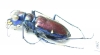 Cicindela pulchra  USA - INSECTS-STORE.RU