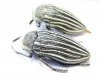 Julodis andreae  Armenia - INSECTS-STORE.RU